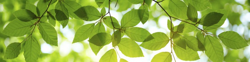 spring banner