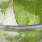 drink mojito banner